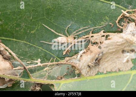 Sac ragno, Clubiona terrestris, Satara, Maharashtra. India Foto Stock