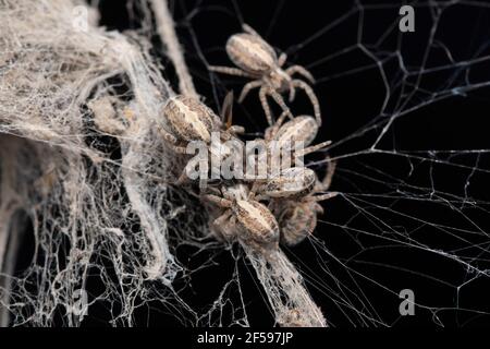 Ragni sociali Caccia, sarasinorum di stegodyphus, Satara, Maharashtra, India Foto Stock