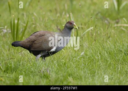 Nativo di Tasman Hen - alimentazione in prato Tribonyx mortierii Tasmania Australia BI030189 Foto Stock