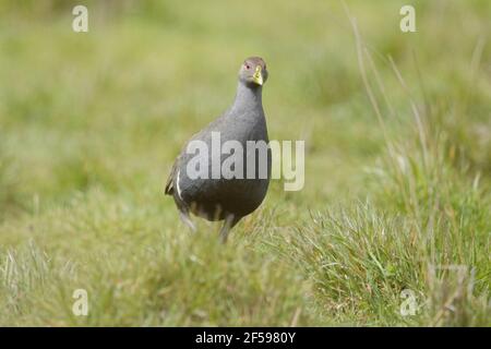 Nativo di Tasman Hen - alimentazione in prato Tribonyx mortierii Tasmania Australia BI030192 Foto Stock