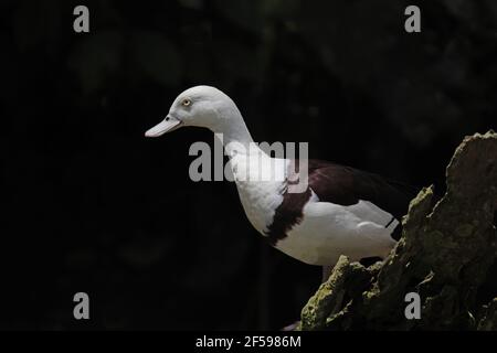 Radjah Shelduck Tadorna radjah Qeensland Cairns, Australia BI030202 Foto Stock