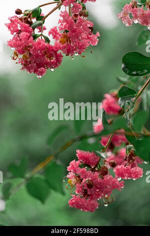 Mirto crespato, Lagerstroemia indica. Originario del subcontinente indiano e anche del sud-est asiatico, della Cina, della Corea e del Giappone Foto Stock