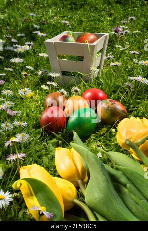 Cesto di vimini pasquali con uova e tulipani su erba fresca e margherite in una soleggiata giornata di primavera. Foto Stock