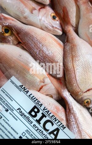 Pesce fresco di Bica nel mercato portoghese del pesce, Algarve, Portogallo Foto Stock