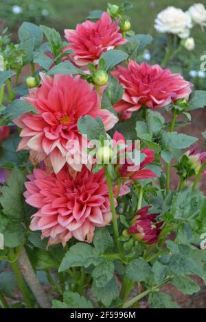 Una delle piu' grandi dahlias, la Dahlia 'Fairway Spur' pianta e fiori rosa-peloso con petali ondulati. Foto Stock