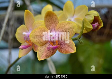 Orchidea di falma gialla scura, colpo di closeup di Phalaenopsis Foto Stock