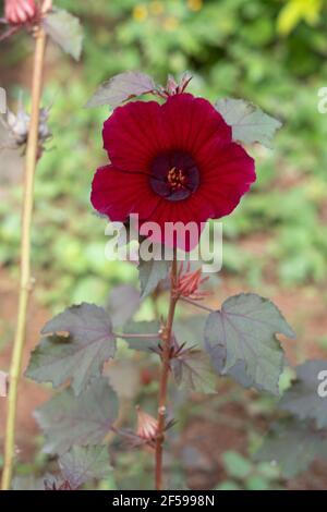 Hibiscus acetosella pianta e fiore rosso conosciuto anche come Falso roselle, mallow di maroon, ibisco di lievito rosso e ibisco di scudo rosso. Foto Stock