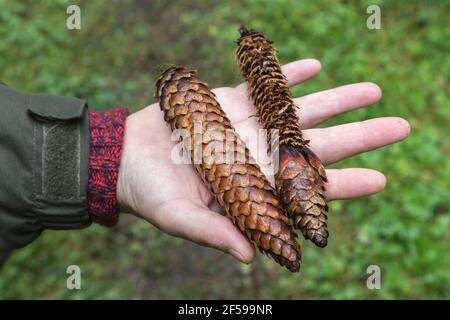 Coni di abete rosso (Picea abies) da uno mangiato dallo scoiattolo rosso (Sciurus vulgaris), Foresta di Kielder, Northumberland, Regno Unito Foto Stock