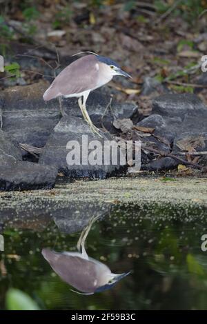 Rufous (Nankeen) Nitticora - dalla piscina al tramonto Nycticorax caledonicus Howard molle di Territorio del Nord, l'Australia BI030380 Foto Stock