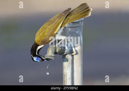 Blu-di fronte Honeyeater - bere alla perde tocca Entomyzon cyanotis albipennis Parco Nazionale Kakadu e Territorio del Nord, l'Australia BI030394 Foto Stock