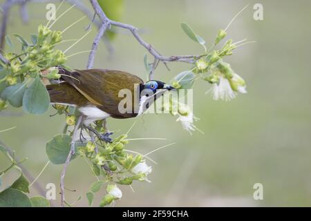 Blu-di fronte Honeyeater - alimentazione su albero di fioritura Entomyzon cyanotis albipennis Parco Nazionale Kakadu e Territorio del Nord, l'Australia BI030431 Foto Stock