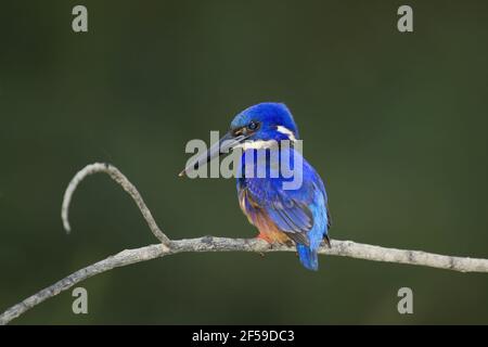 Azzurro kingfisher Alcedo azurea Fiume Daintree Queensland, Australia BI030610 Foto Stock