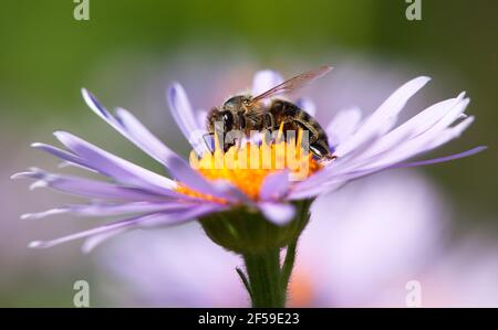 Particolare dell'ape o dell'ape in latino Apis mellifera, dell'ape di miele europea o occidentale seduta sul fiore viola o blu Foto Stock