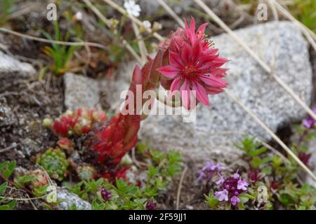 Cobweb house-leek (Sempervivum arachnoideum) nel Parco Nazionale del Mercantour (Alpi, Francia) Foto Stock