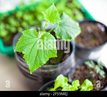 Piantine di cetrioli in pentole vicino alla finestra, un primo piano foglia verde Foto Stock