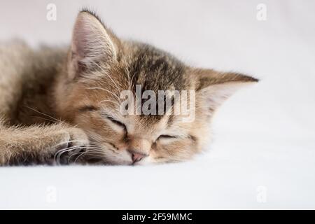 Carino, bellissimo gattino britannico dormire in pace. Studio, sfondo bianco. Foto Stock