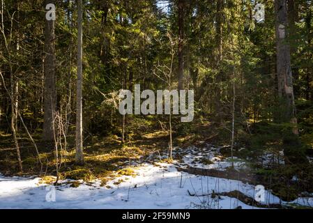 soleggiato bosco antico con tronchi d'albero e francobolli in primavera, un tronco coperto di muschio nel sole nella neve. Neve non fusa su muschio con cielo blu. Foto Stock