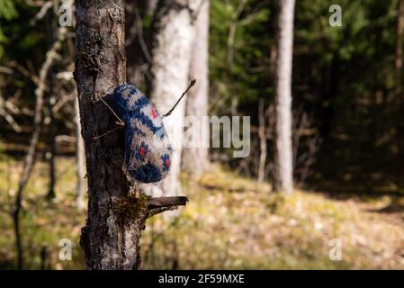 Pepe dei bambini perso su un ramo di albero. È venuta la primavera, sul ramo dell'albero pende un guanto per bambini perso sullo sfondo del sole. Molla Foto Stock