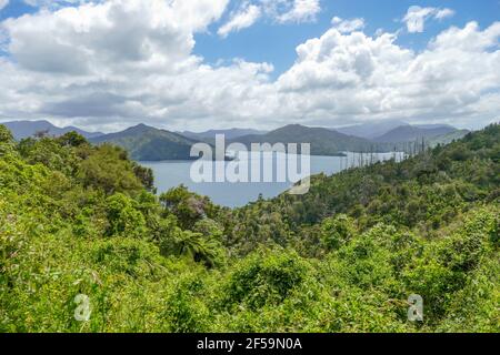 Scenario intorno al Cullen Point Lookout nella regione di Marlborough Della Nuova Zelanda Foto Stock