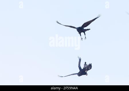 Due Ravens settentrionali (Corvus corax) che volano e giocano in aria. Foto Stock