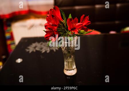 Un primo piano di un giglio rosso splendidamente fiorito Foto Stock