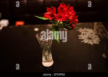 Un primo piano di un giglio rosso splendidamente fiorito Foto Stock