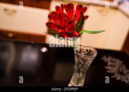 Un primo piano di un giglio rosso splendidamente fiorito Foto Stock