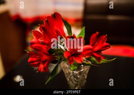 Un primo piano di un giglio rosso splendidamente fiorito Foto Stock