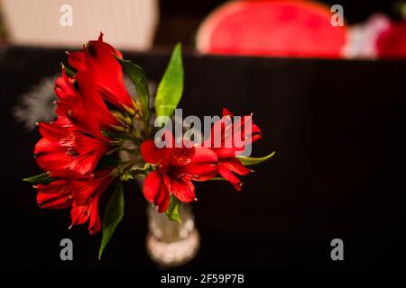 Un primo piano di un giglio rosso splendidamente fiorito Foto Stock