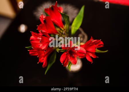 Un primo piano di un giglio rosso splendidamente fiorito Foto Stock