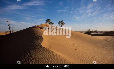 Una duna di sabbia spazzata dal vento nel deserto marocchino del Sahara in inverno. Cieli blu e alcuni alberi. Foto Stock