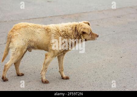 Un cane affamato e sporco senza casa si trova sulla strada e. guarda via Foto Stock