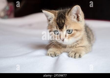 Il gattino britannico bello giace wistfully su una coperta bianca con uno sfondo sfocato. Foto Stock