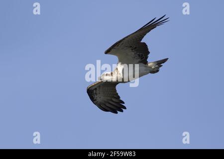 Osprey Orientale - in volo Pandion cristatus Gold Coast di Queensland, Australia BI031221 Foto Stock