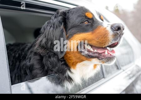 Ritratto di un cucciolo di cane di montagna bernese in purea. Guarda fuori dal finestrino dell'auto. Una passeggiata in inverno. Messa a fuoco selettiva. Focus su cani occhi. Foto Stock