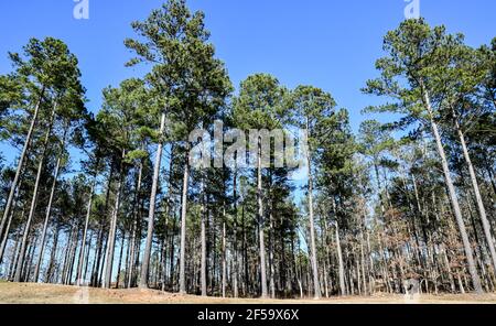 Guardando in alto a Tall Georgia Pine Trees sotto Blue Sky Foto Stock