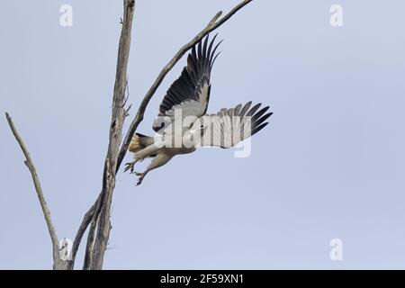 Bianco-belled Sea-EagleHaliaetus-leucogaster Tasmania Australia BI031275 Foto Stock