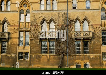 Oxford, Regno Unito 22 novembre 2020: Parete dell'Università della Chiesa del Cristo con finestre gotiche e un edera rosso che si insinua intorno. Fondata nel 1546 dal re Enrico VIII college e. Foto Stock