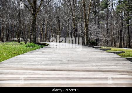 lungo passerella in legno attraverso il parco boscoso Foto Stock