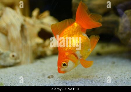 Animali pesci dorati Carassius auratus nuotare nell'acquario Foto Stock