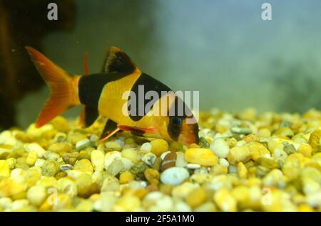 Animali domestici pesci di colore luminoso che nuotano nell'acquario. Foto Stock