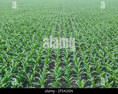Vista dall'alto del campo di mais, vista dall'alto delle file di mais verde. Volo quadrupla sui campi agricoli. Foto Stock