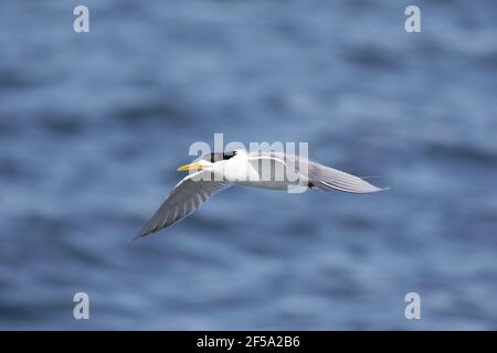 Crested tern - adulto in flightThalasseus bergii Kangaroo Island South Australia, Australia BI031448 Foto Stock