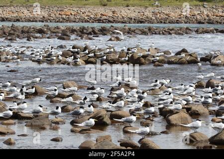 Terna riposata - gregge sulla Thalcoastasseus bergii Kangaroo Island South Australia, Australia BI031451 Foto Stock