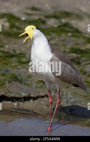 Mascherato Lapwing - foraging sul litorale Vanellus miglia Cairns Queensland, Australia BI031522 Foto Stock