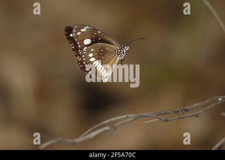 Common Crow Butterfly - maschile in flightEuploea core Howard Springs Northern Territory, Australia IN001044 Foto Stock