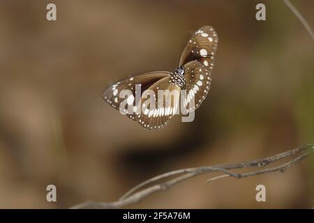 Common Crow Butterfly - maschile in flightEuploea core Howard Springs Northern Territory, Australia IN001050 Foto Stock