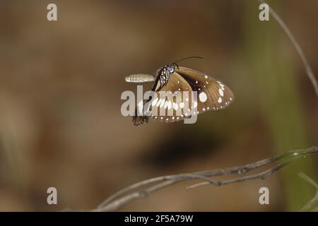 Common Crow Butterfly - maschile in flightEuploea core Howard Springs Northern Territory, Australia IN001051 Foto Stock