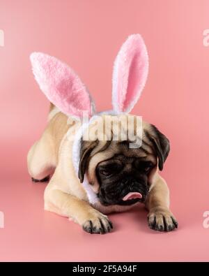 Cane Pug divertente che indossa orecchie coniglietto pasquale su sfondo rosa. Foto Stock