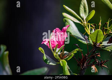 Bel fiore di giglio su sfondo verde foglie. Lilium longiflorum fiori in giardino. Trama di fondo pianta giglio fuoco con boccioli d'arancio. Immagine Foto Stock